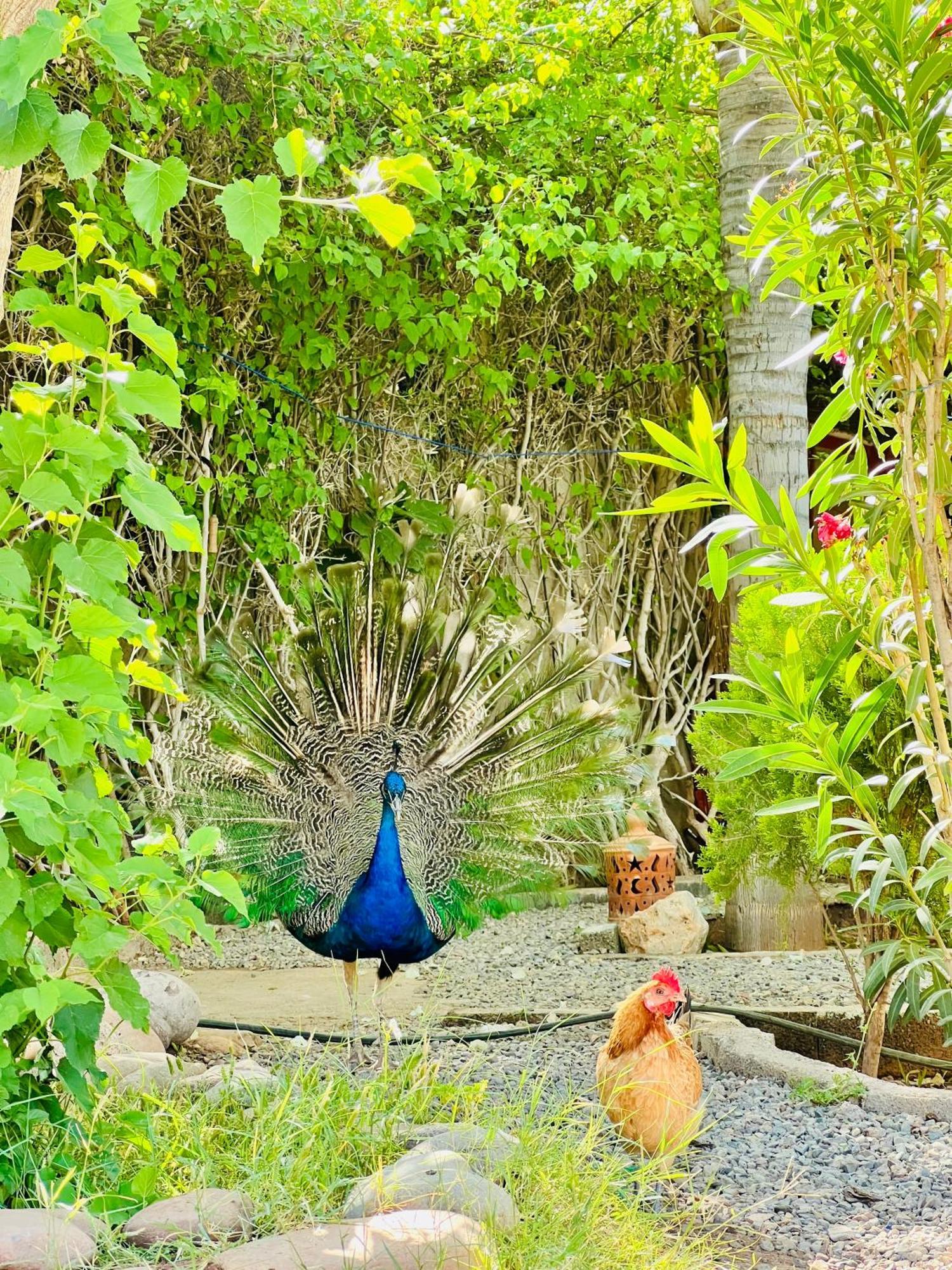 Villa Baddi Marrakech Lagouassem Ngoại thất bức ảnh